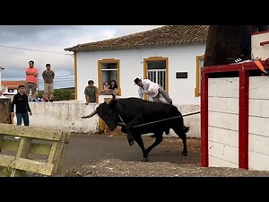 Epic Bull Fight!! Things Got Intense!! Tourada Feteira Terceira Island Azores