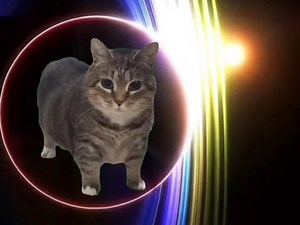 OIIA CAT x - Shooting Stars