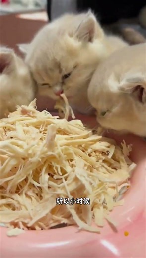 Ultimate Guide to Cat Care: Tips & Tricks for Happy Feline