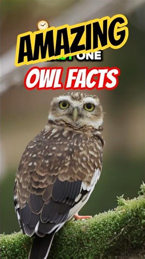 Amazing Owl Facts You Need To Know! #owl #animalfacts #didyouknow