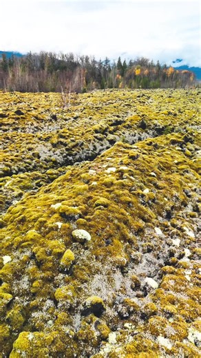 If you haven't been to visit the Nass valley in northwest British Columbia , I strongly recommend you do , its so unique and beautiful in a truly one of a kind way . #nassvalley #nassvalleylavabeds #pacificnorthwest #bcisbeautiful #explorebc #outdoors #bcexplorer #droning #bc #autumnbcn🍂🍁 | Gregory Deboo