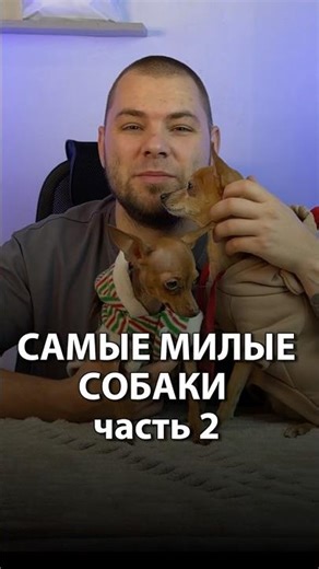 Самые милые собаки часть 2