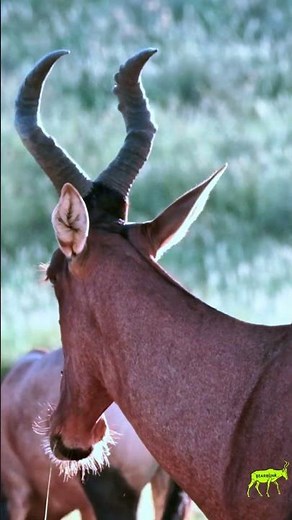 The Hartebeest Built for Speed and Survival