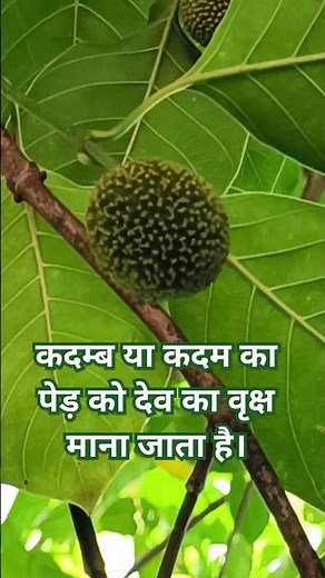 kadam tree |burflower-tree, laran, and Leichhardt pine, and kadam or cadamba | कदम्ब या कदम का पेड़