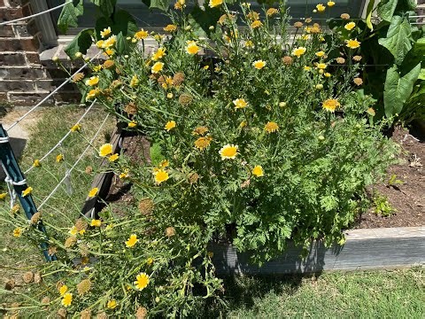 How to Collect Vegetable Chrysanthemum Seeds and Grow Them