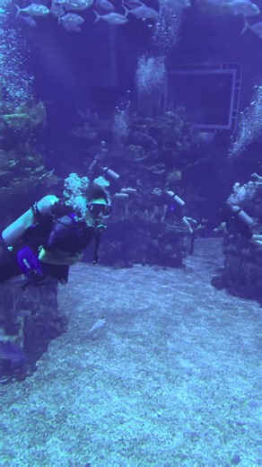 Great to see Scuba divers in EPCOT’s Seas Pavilion! 🤿🌐 Feels like classic EPCOT Center. . . #disneyworld #epcot #epcotcenter #divequest #scuba | Theme ParkLife