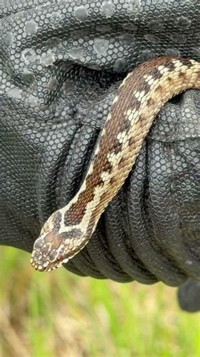 Adders - UK’s only venomous snake | Norfolk Wildlife