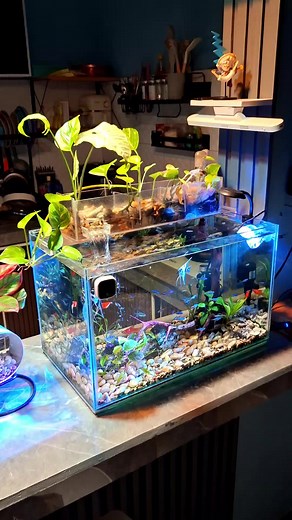 Platy Simpson Aquarium Fish