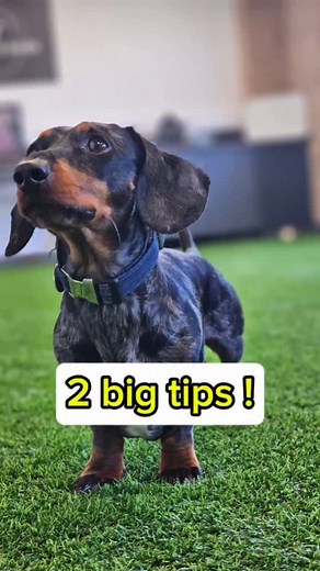 Is your dog's behaviour causing you stress? We’re here to help. Our Online Academy offers affordable, expert support right at your fingertips. With access to over 180 training videos, a private community, and weekly live Q&A sessions, you’ll have everything you need to succeed. Best of all, new members get 50% off their first month with code NEW. Join us today at www.dovecotedogs.com #dogtraining #dogtrainer #dogs #puppies #Dachshunds #daxie # sausagedogs | Dovecote Dogs