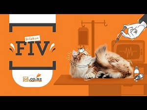 What is FIV in cats? Vet Advice on Symptoms, Treatment & Prevention of Feline Immunodeficiency Virus