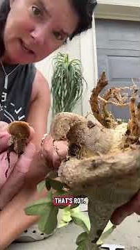 A deep dive into a desert rose with root rot and how to fix.