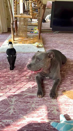 82K views · 4.1K reactions | Ruby , what’s that sparkling thing on your face ? It’s a reflection from the hanging crystal in the sun . Ohhh you know how much I love my bling ✨✨✨ | Peggy and Molly | Facebook