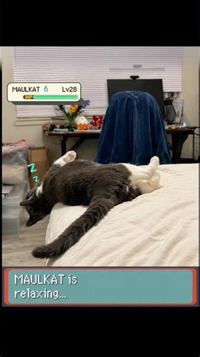 POV: Pokemon CAT slipped from Bed! #pokemon #irlpokemon