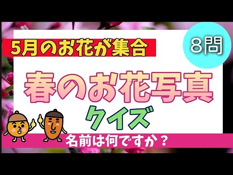 【高齢者施設向け・脳トレ・クイズ】春のお花クイズ🌼5月に咲いているお花のクイズ🌼お花の名前や特徴を知っていますか？