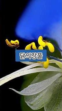 닭의장풀 – 외감병.부종.소변.간염.당뇨