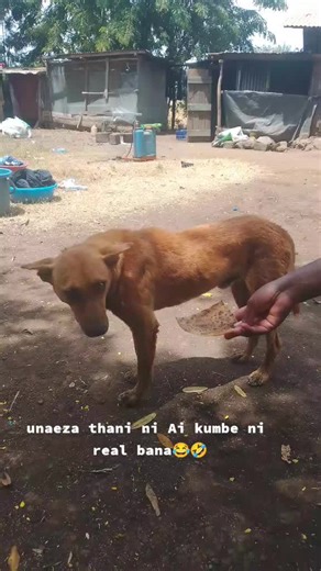 TikTok Trends: What Makes a Video Go Viral?