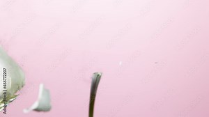Super slow motion of exploding head of white rose, frozen by liquid nitrogen. Beautiful flower abstract shot. Filmed on high speed cinema camera, 1000fps.