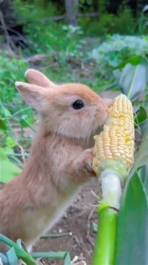 The rabbit is eating very sweet candy.😭😭😭 #rabitlover❤️🐰 #viralpost❤️❤️ ...