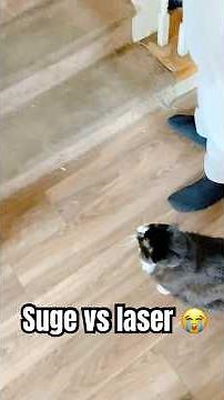 Suge was losing it about this laser pointer #funny #puppy #dogshorts #fyp