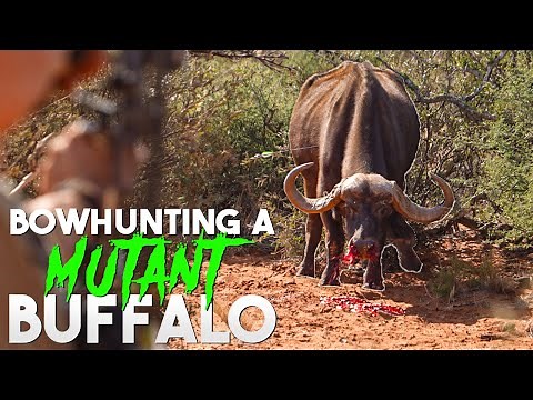 Bowhunting A MUTANT Cape Buffalo | BEAST BROADHEADS |