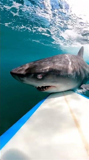 Look under my board... 🦈😱