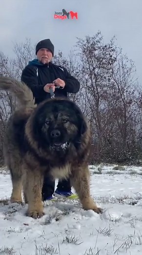 😱#caucasianshepherd #jozodogs #foryou @JozoDogs @Ivan.JozoDOGS @PRINC DOG A. K
