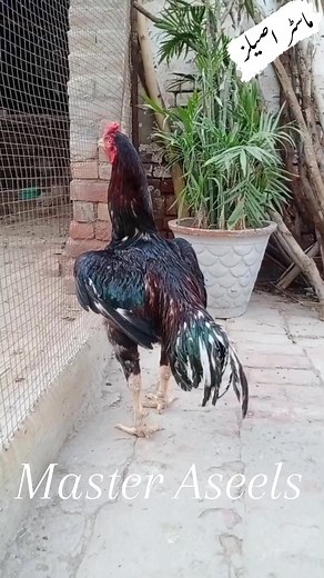 My Aseel Murga in Full Masti / Master Aseels #masteraseels #Aseel #aseelmurga #aseellovers #asil | Master Aseels