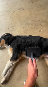 Bella Found The Sticker Bushes 🙄🐶 #brushing #detangler #dog #happy #helpme #WalkerFarmFam | Walker Farm Fam
