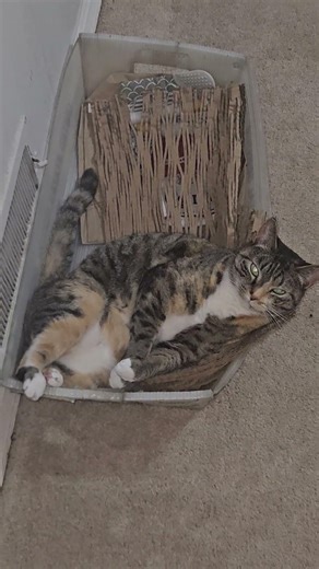 Fatty in the wild #rfromcolo #randomonium #fatcat #retired #rollypolly #cat #tubby #softlife #pudge