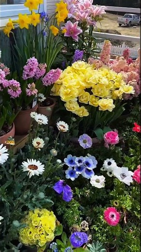 This Flowers Are Absolutely Mesmerizing#gardening # nature#plants