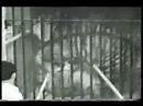 Clyde Beatty 's Awesome Tiger vs Tiger fight in Cage !