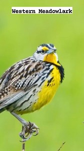 Western Meadowlark with a song 🥰 #reels #bird #singing #nature #sound | Okicau
