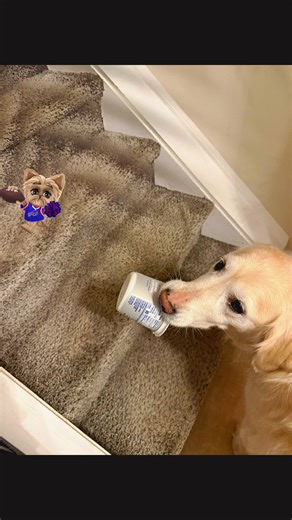 After that Bills loss, Molly is taking her emotional safety cream cheese container to bed with us. We understand molly. #billsmafia❤️💙