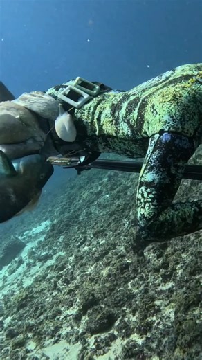 Exploring Underwater Life: Lobsters and Octopuses