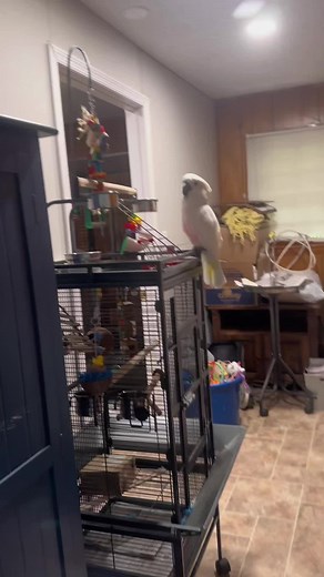 Cute Cockatoo Sings Original Song Collab