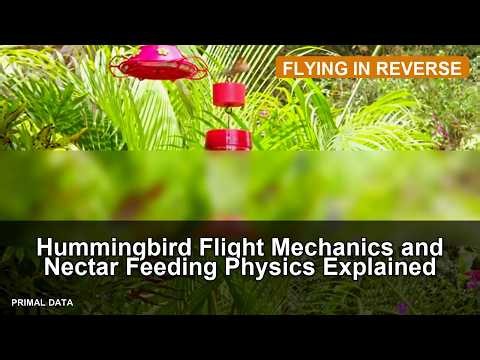 Hummingbird Flight Mechanics and Nectar Feeding Physics Explained