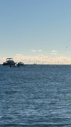 Some blitz action going on today… #fallrun #stripedbass #blitz #njfishing #saltwaterfishing #surfcasting #blitzfishing | Fishermen's Source