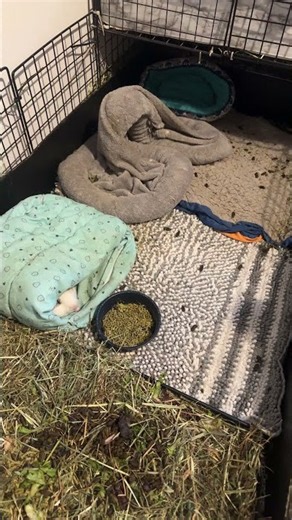 Live highlight: Guineapig Time Buddy