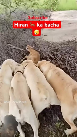 Hiran ka bacha 🦌❤️ #viral #entertaininganimals #trending #anmals #funny #viralvideo #youtubeshorts