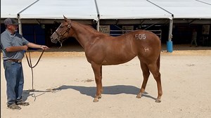 4.4K views · 85 reactions | Stallionesearch.com recaps the third and final session of the 2019 LQHBA Yearling Sale in this episode, as well as reviews all of the top 7 sellers that went over $100k, including the $605,000 record-setting purchase of TM Ranch | Stallionesearch.com | Facebook