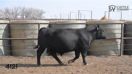 Lot 4121: SV Cattle Company LLC - Annual Bull Sale
