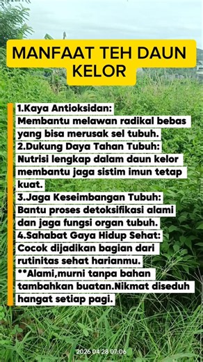 Manfaat Teh Daun Kelor #shorts #health #herbal