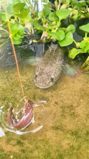 best LIVE BAIT for Northern Snakehead fishing #reels #fish #fishinglife | Fishy Story