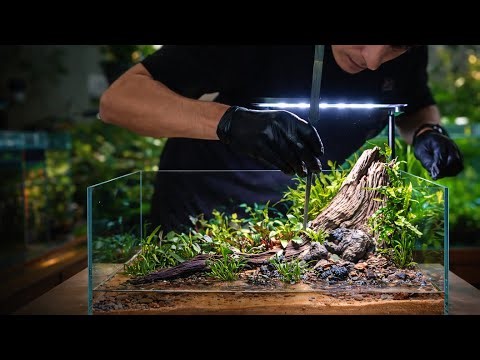Professional Aquascape Build | Creating a Natural Fish Tank #fishtank #aquascape #aquariumlife