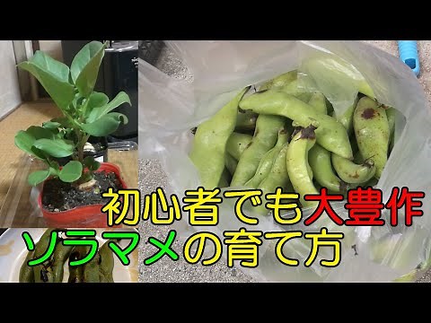 Garden 023: A Bountiful Harvest for Beginners – How to Grow Broad Beans: From Soil Prep to Harvest