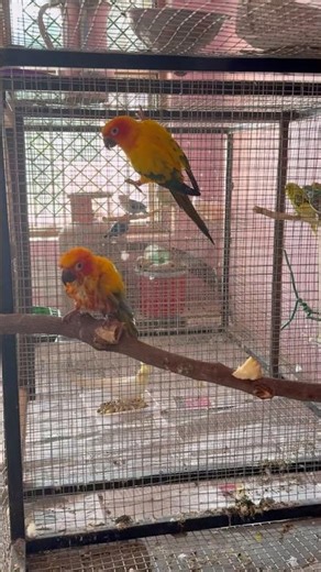 Bathing Time Sunconur 🦜 || #ytshorts #birds #parrot #sunconure #shorts