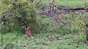Newborn baby impala stands up for the first time and falls back down