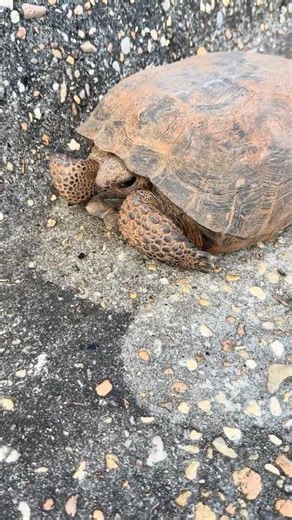 Saving the Gopher Tortoise 🐢 : A Road Rescue Mission 💚 ! #tortoise #turtle #shorts