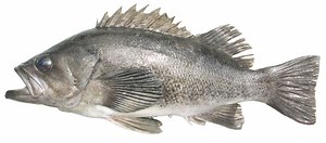 Black rockfish - Alchetron, The Free Social Encyclopedia