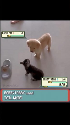 Kitten VS Puppy in Pokemon Real Life! - EeveeSite #pokemon #pokemonbattle #irlpokemon #funnyanimals